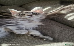 Maine Coon cats for sale: Pure Maine coon - Image 3