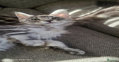 Maine Coon cats - Advert 1