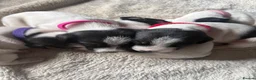 Jack Russell dogs for sale: Lovely Jack Russel puppies  - Advert 7