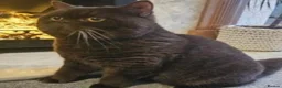 British Shorthair cats for sale: Stunning chocolate BSH & BLH kittens - Advert 27