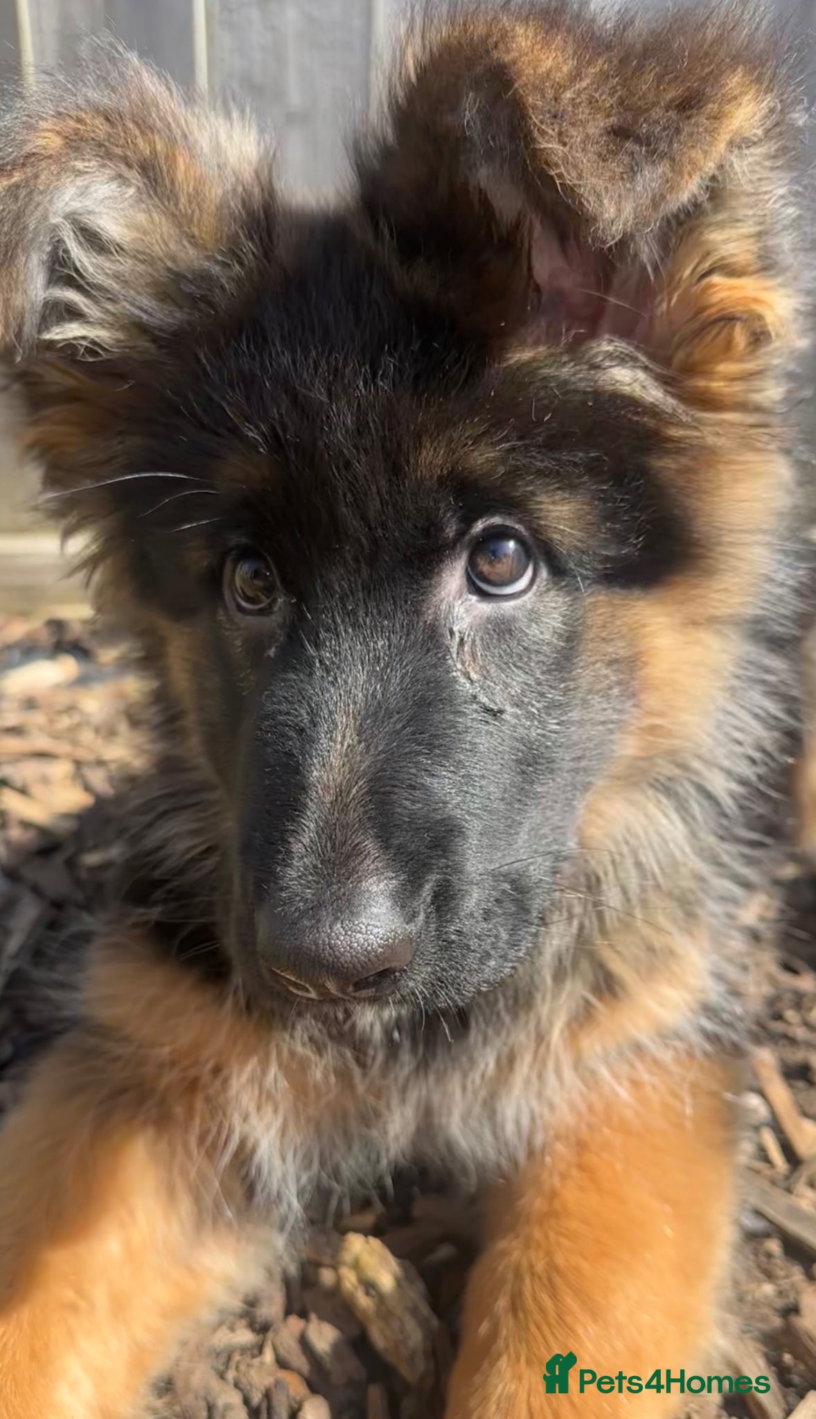 German Shepherd dogs Kc German Shepherd Puppies   - Advert 1