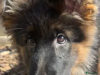 German Shepherd dogs Kc German Shepherd Puppies - Advert 1