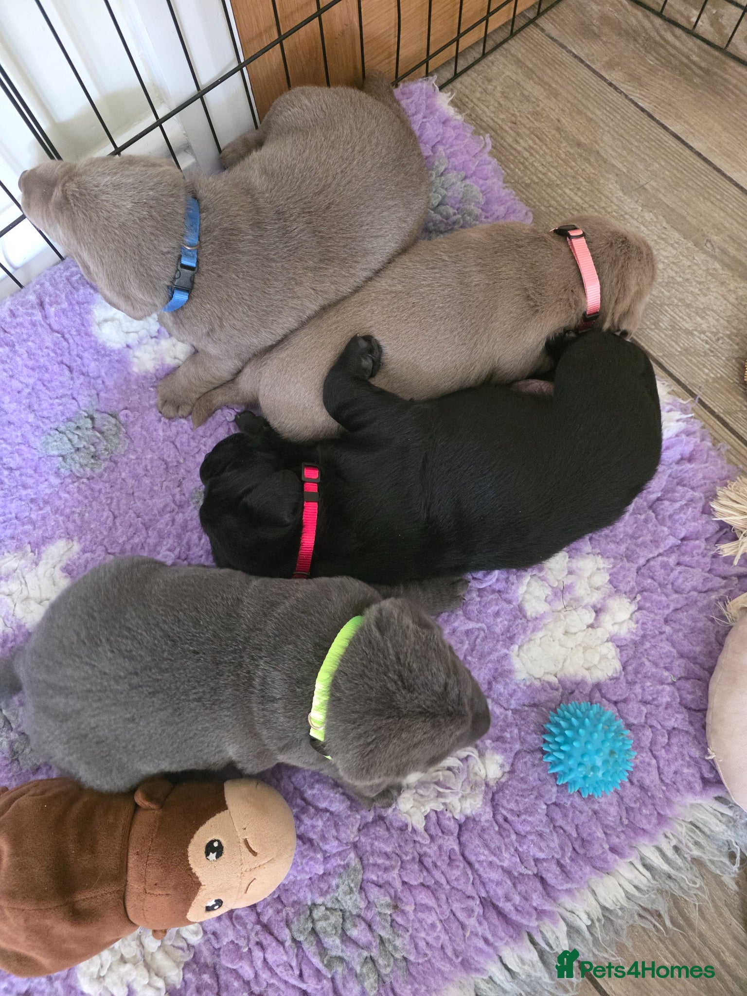 Labrador Retriever dogs Beautiful Labrador puppies  - Advert 2