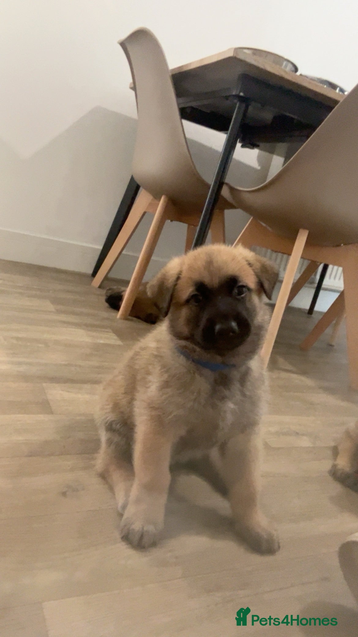 Mixed Breed dogs Malinois x GSD Puppies | Health Checked - Advert 2