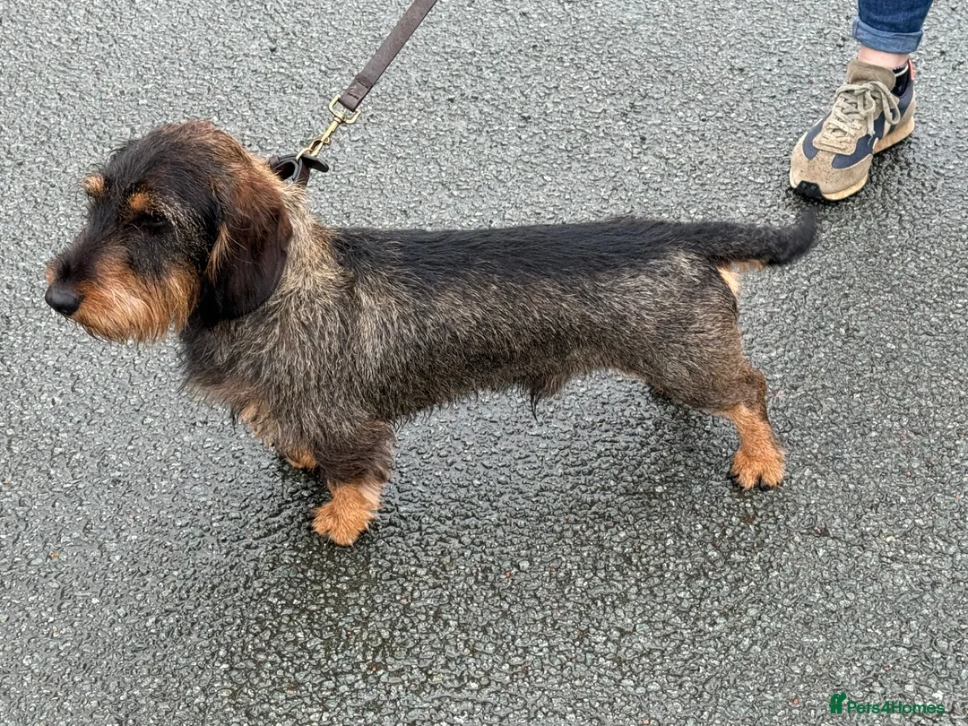 Mixed Breed dogs for sale: STANDARD WIREHAIRED DACHSHUND PUPPIES in Shrewsbury - Advert 30
