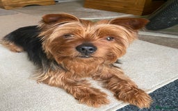 Yorkshire Terrier dogs for stud: Yorkshire terrier for stud - Image 10