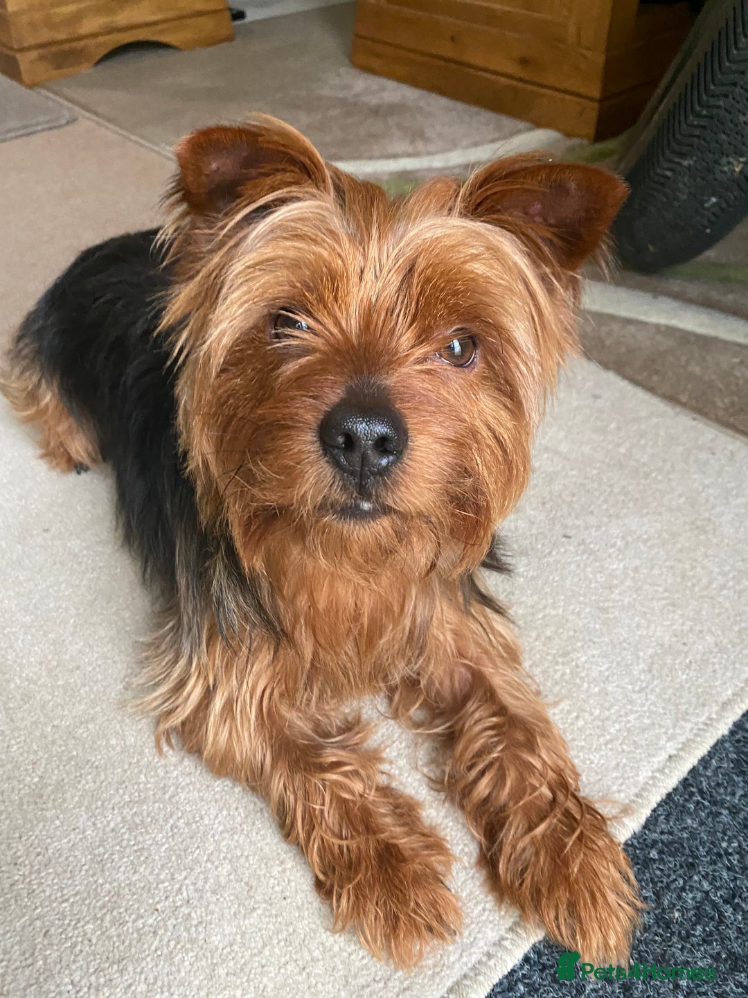 Yorkshire Terrier dogs for stud: Yorkshire terrier for stud - Image 10