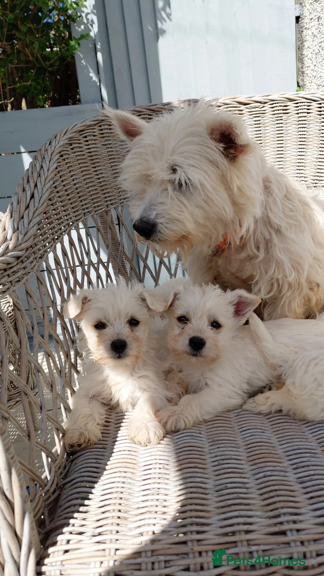 Westiepoo dogs for sale: Westiepoo puppies in Llanelli - Advert 2