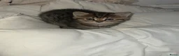 Mixed Breed cats for sale: British short hair/ tabby mixed kittens  in Glossop - Advert 3