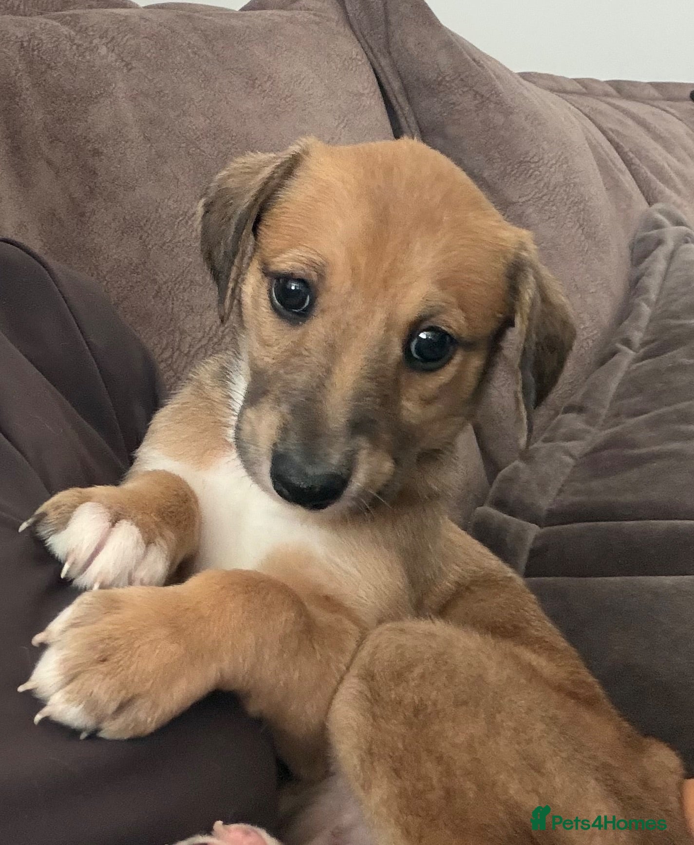 Lurcher dogs Whippet x saluki greyhound  - Advert 2