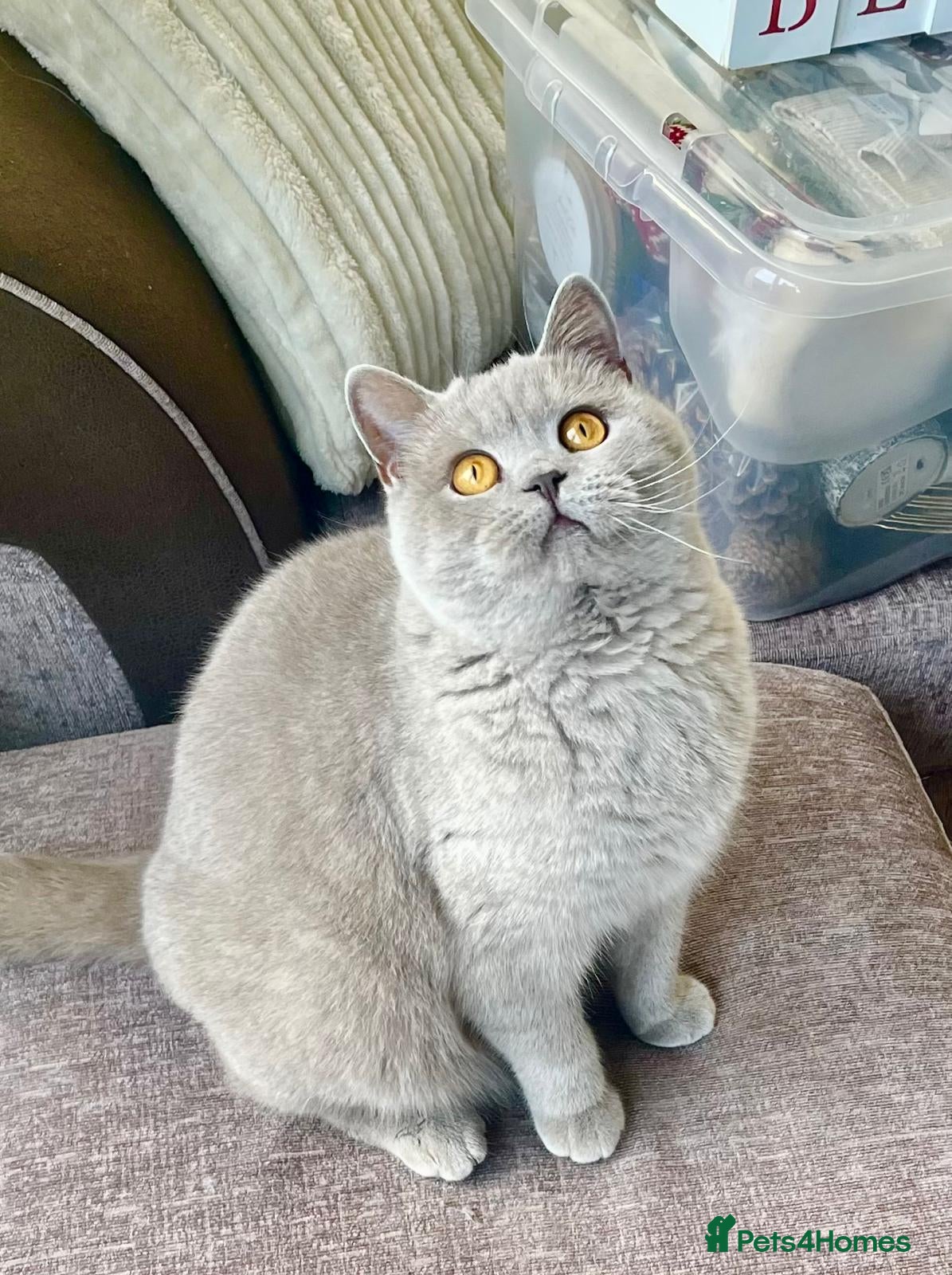 British Shorthair cats Gorgeous Neutered Lilac British Shorthair - Advert 17