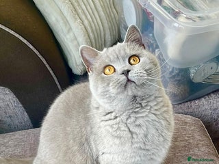 British Shorthair cats Gorgeous Neutered Lilac British Shorthair - Advert 12