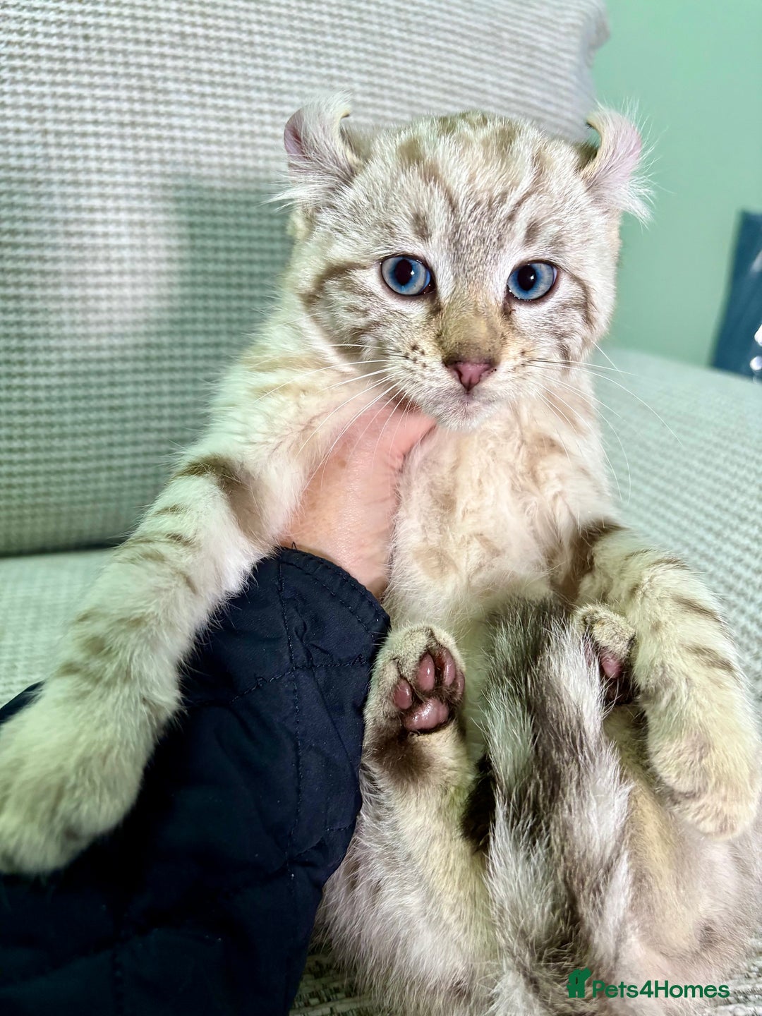 Savannah cats for sale: Superb wild looking snow leopard male  - Advert 25