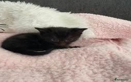Mixed Breed cats for sale: 6 adorable kittens  - Image 3