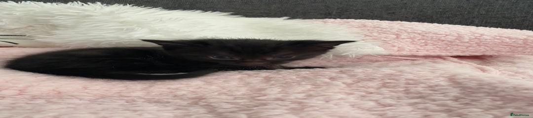 Mixed Breed Kitten 1