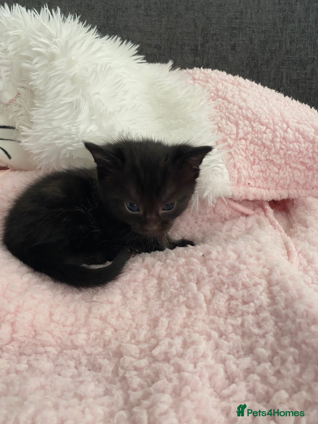 Mixed Breed cats for sale: 6 adorable kittens  - Image 3
