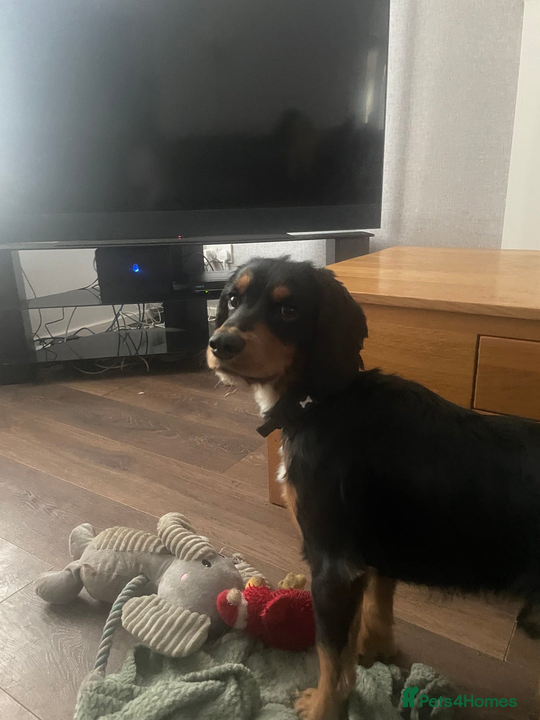 Cocker Spaniel dogs for sale: Cocker spaniel puppies - Image 13