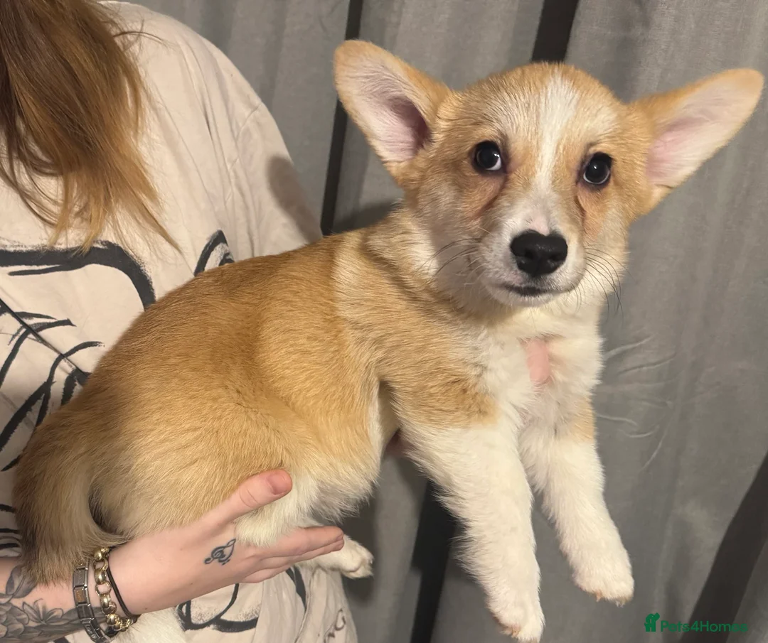 Welsh Corgi Pembroke dogs for sale: Last girl Welsh Pembroke corgi READY TO LEAVE - Advert 11