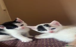 British Shorthair cats for sale: AVAILABLE 2 Beautifulbou kittens identical twins  - Image 4