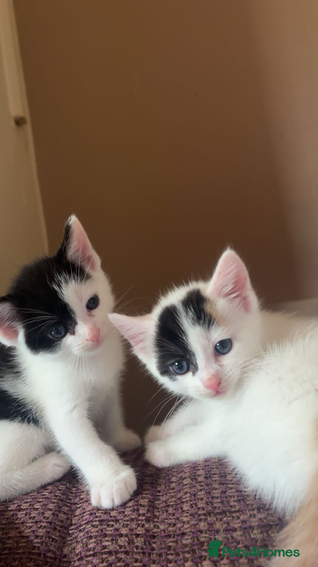 British Shorthair cats for sale: AVAILABLE 2 Beautifulbou kittens identical twins  - Image 4