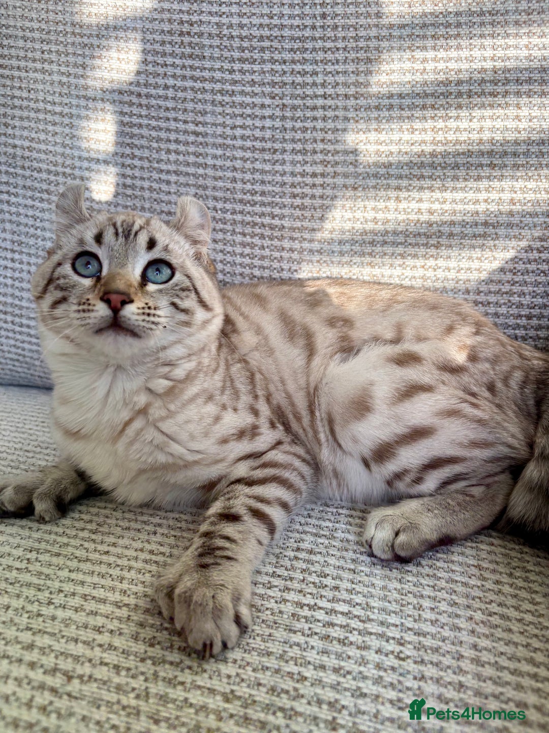 Keetso cats for sale: Super wild looking poly curled eared leopard  - Advert 15