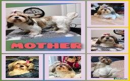 Shih Tzu dogs for sale: Shih Tzu girls–Licensed Breeder–Ready soon  - Image 11