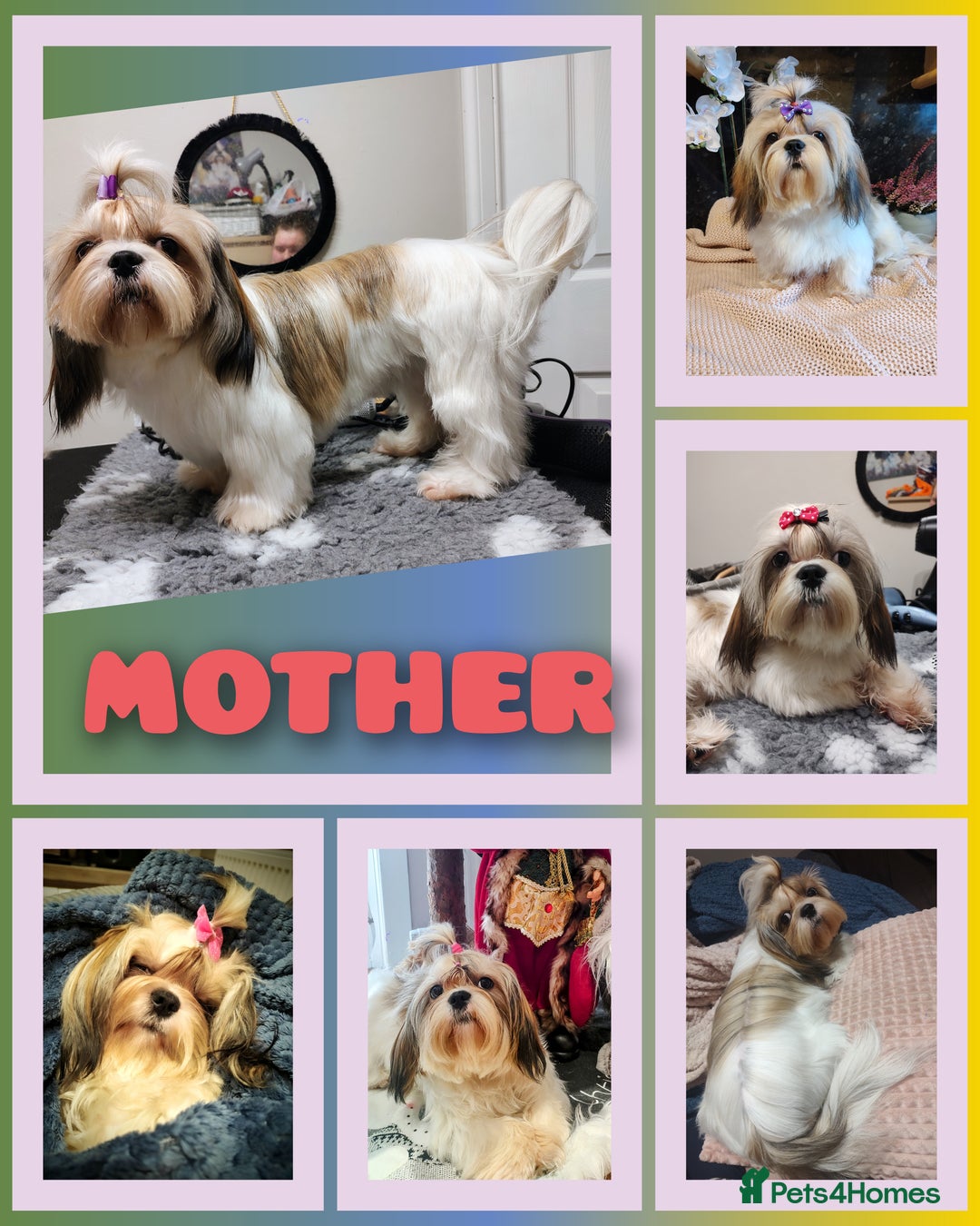 Shih Tzu dogs for sale: Shih Tzu girls–Licensed Breeder–Ready soon  - Image 11