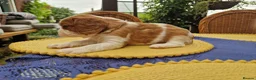 Cavalier King Charles Spaniel dogs for sale: Beautiful Cavalier King Charles Spaniel 7 Puppies - Advert 23