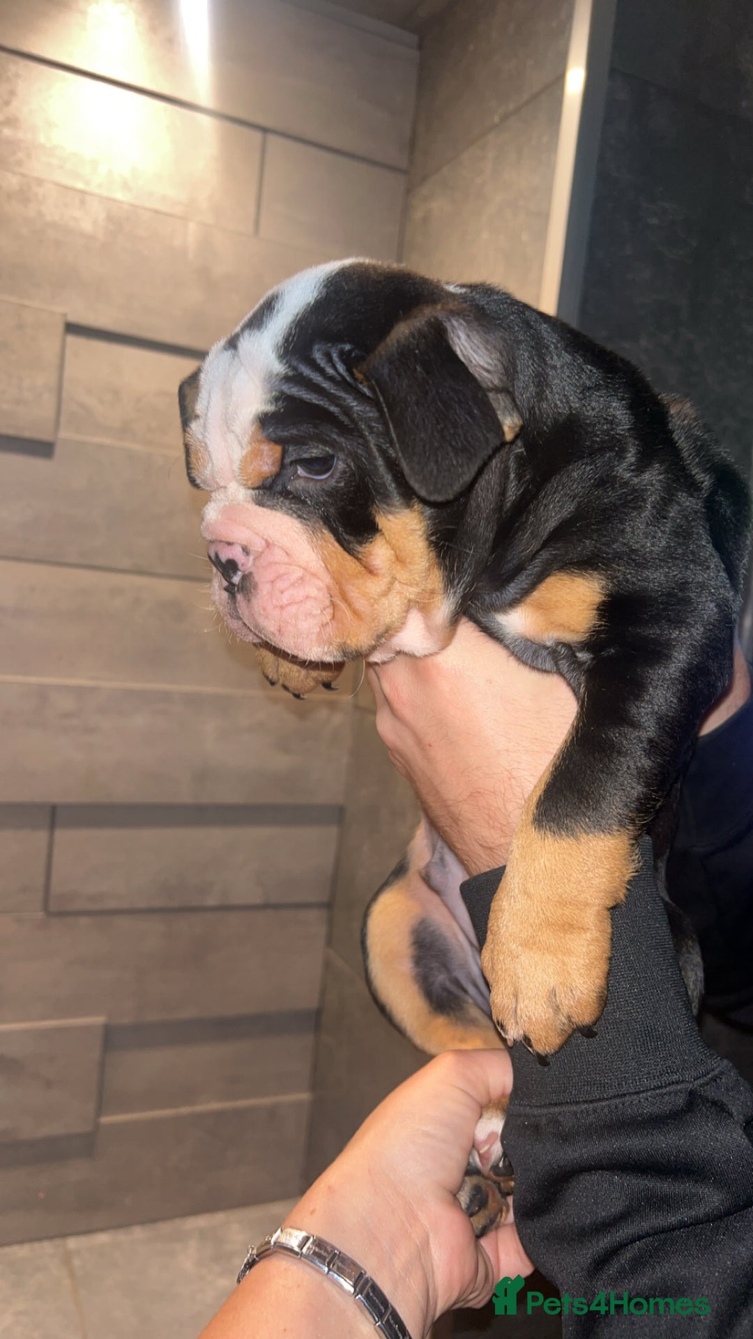 English Bulldog dogs for sale: English bulldog puppy for sale  - Advert 4