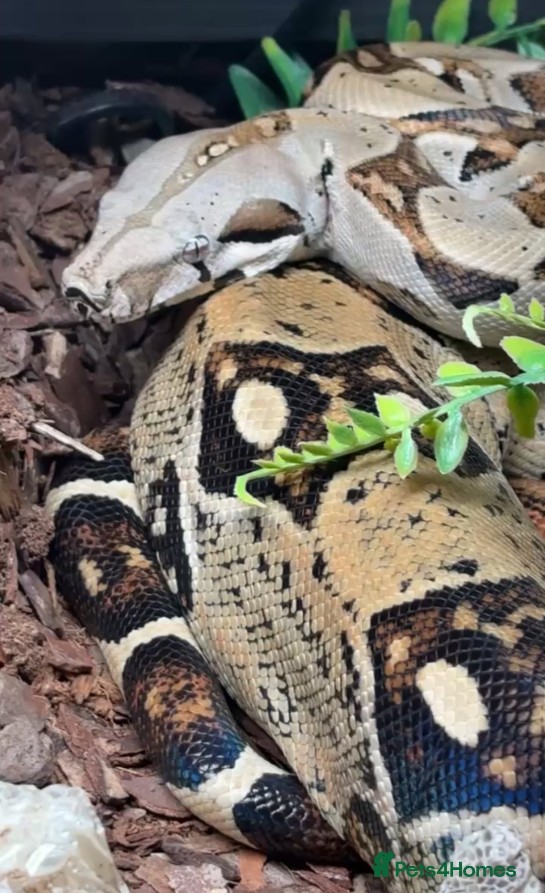 Snake reptiles for sale: boa constrictor imperator - Advert 2