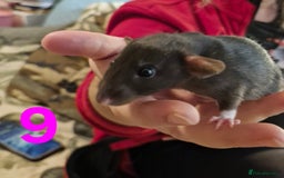 Rat rodents for sale: 9 beautiful girls - Image 31