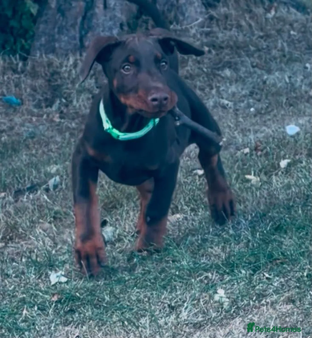 Dobermann dogs for sale: Beautiful family dobermans * 2 boys ready to go* - Advert 2