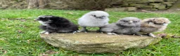 Chickens poultry for sale: 🩶🐣DAY OLD SILKIE CHICKS 🐣 🩶 - Advert 6