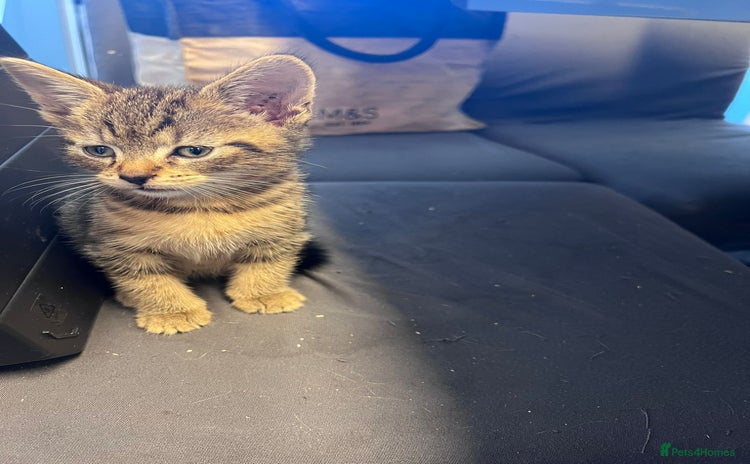 Mixed Breed cats - Advert 4