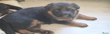 German Shepherd Puppy 1