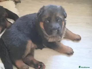 German Shepherd dogs Beautiful German shepherd puppies - Advert 16