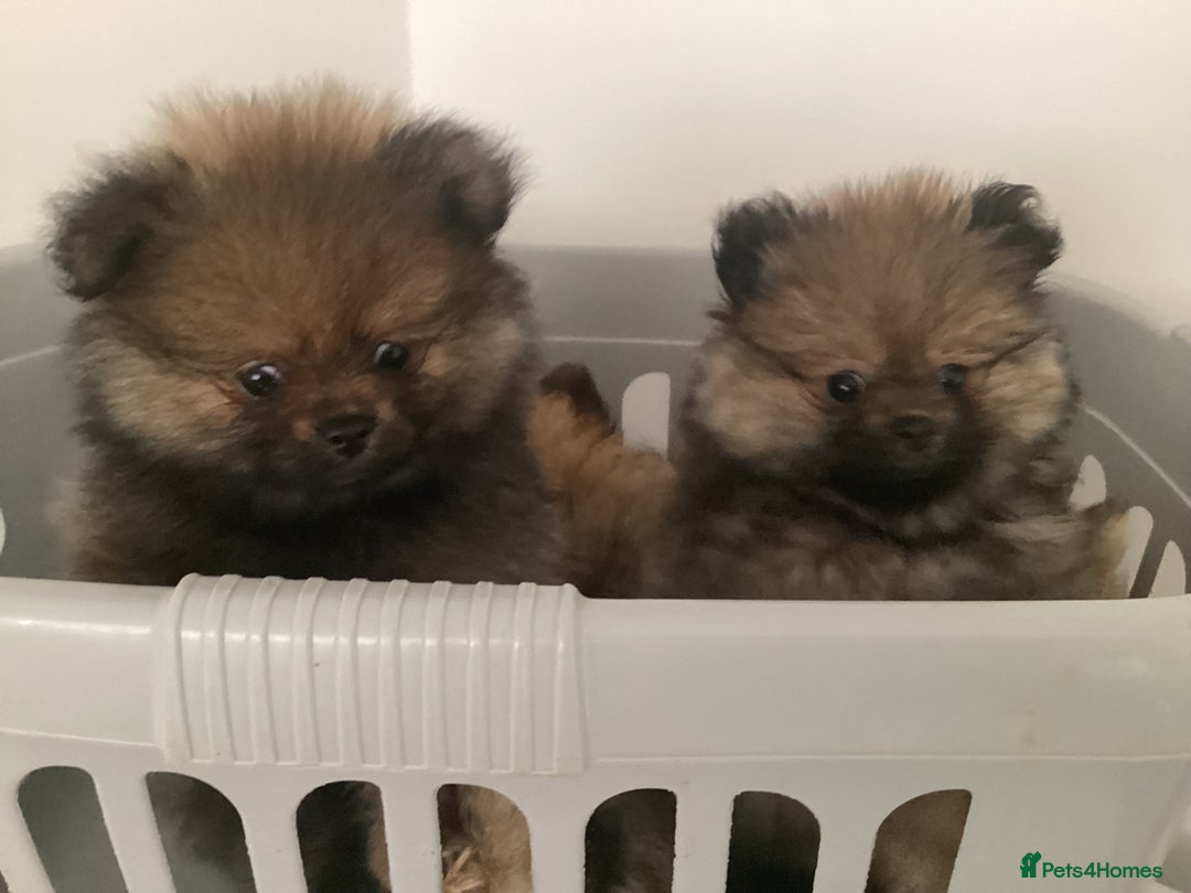 Pomeranian dogs for sale: READY NOW! kc reg STUNNING Pomeranian puppies  - Image 31