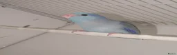 Parakeets birds for sale: Celestial Parrotlets  - Advert 3