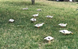 Ducks poultry for sale: Miniature Silver Appleyard Pairs - Image 5