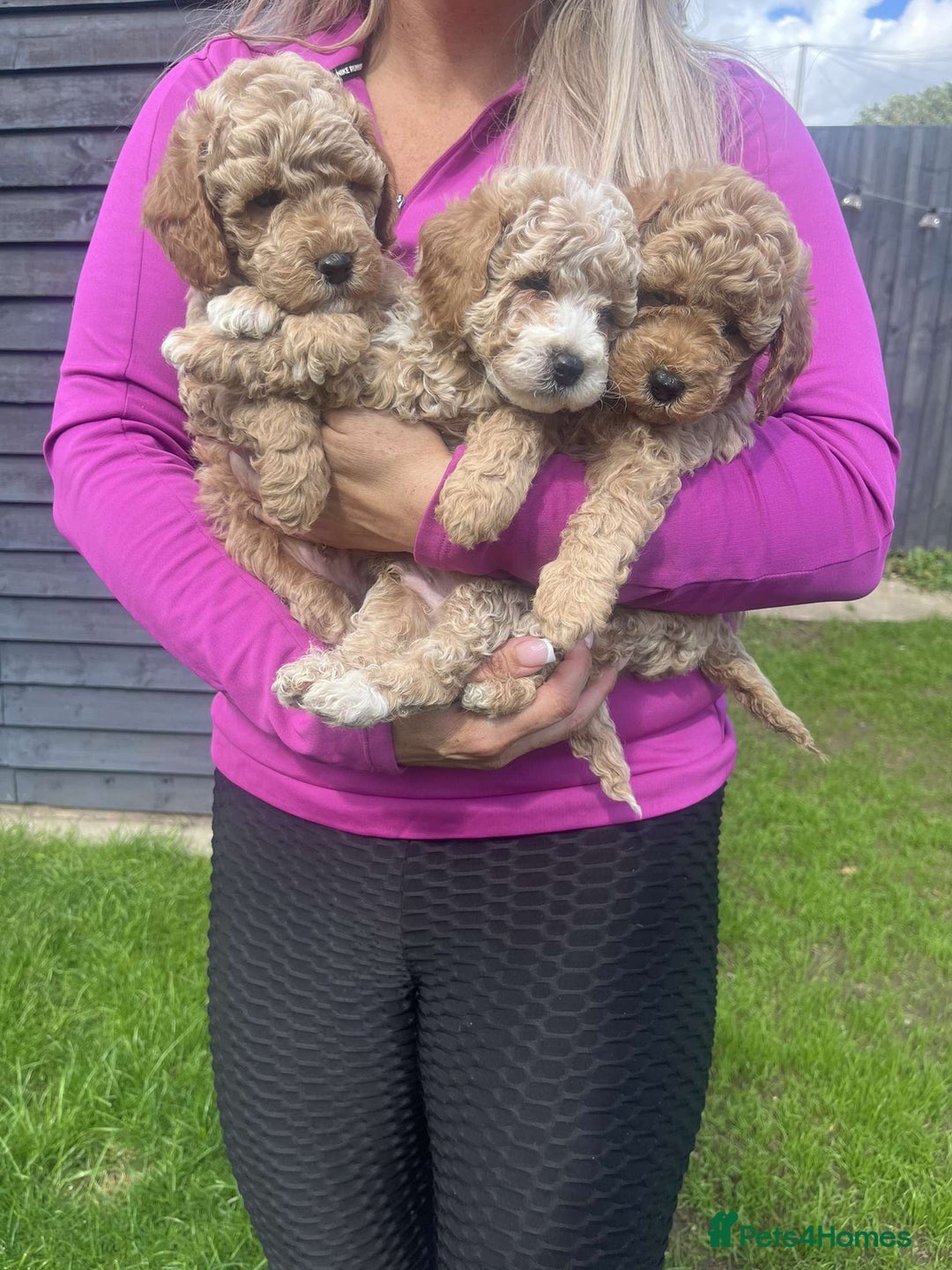 Cavapoo dogs for sale: Cavapoo girls and boys  - Image 2