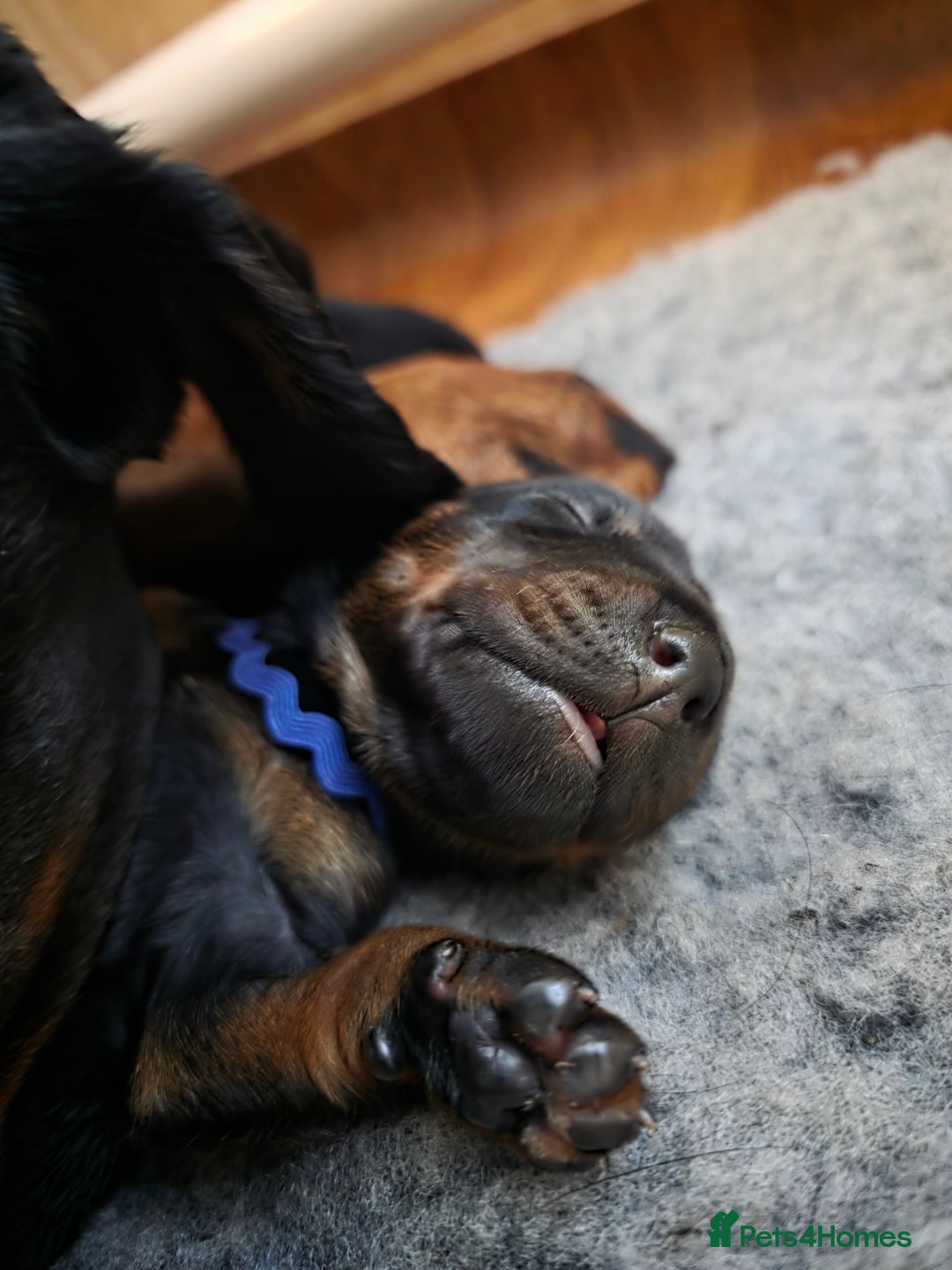 Dobermann dogs for sale: Doberman puppies  - Advert 9