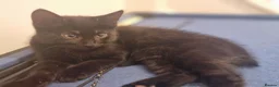 Mixed Breed cats for sale: Mixed Breed Black Female Kitten  - Advert 3