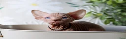 Sphynx cats for sale: Beautiful Pedigree Sphynx Kittens  - Advert 28