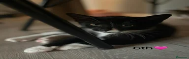 Mixed Breed Kitten 6