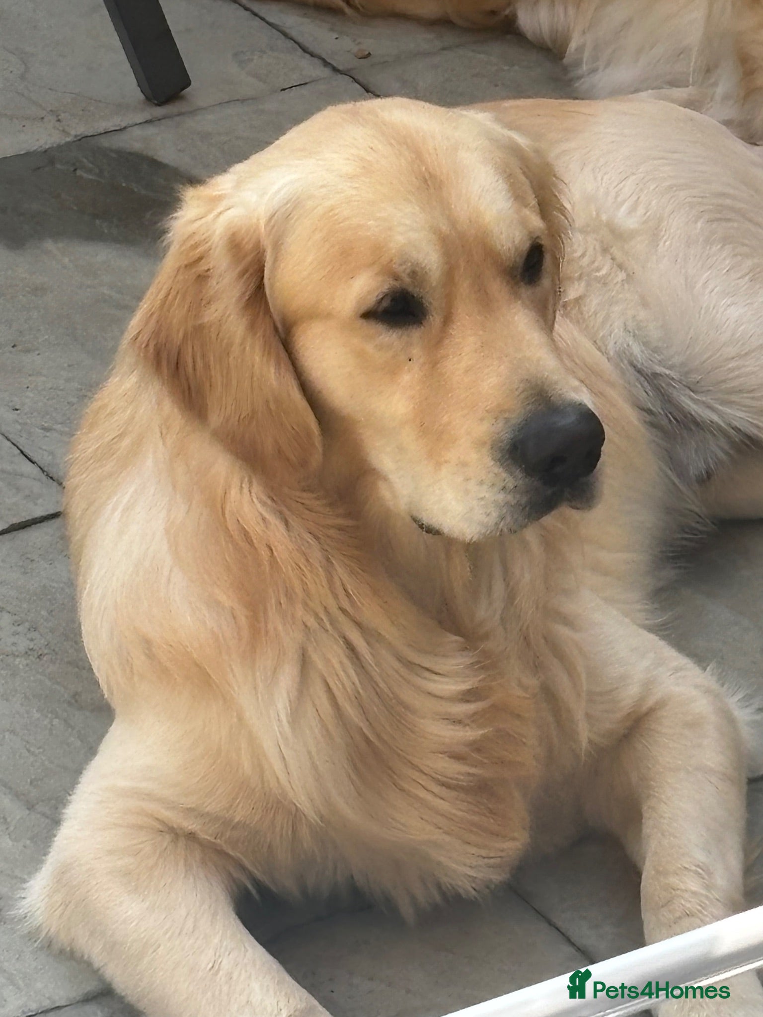 Golden Retriever dogs Golden retriever for stud all healthy  - Advert 2
