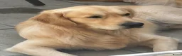 Golden Retriever dogs for stud: Golden retriever for stud all healthy  - Advert 5