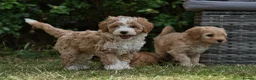 Australian Labradoodle dogs for sale: F1 Cockapoo x Australian Labradoodle Pups 🐾 - Advert 34