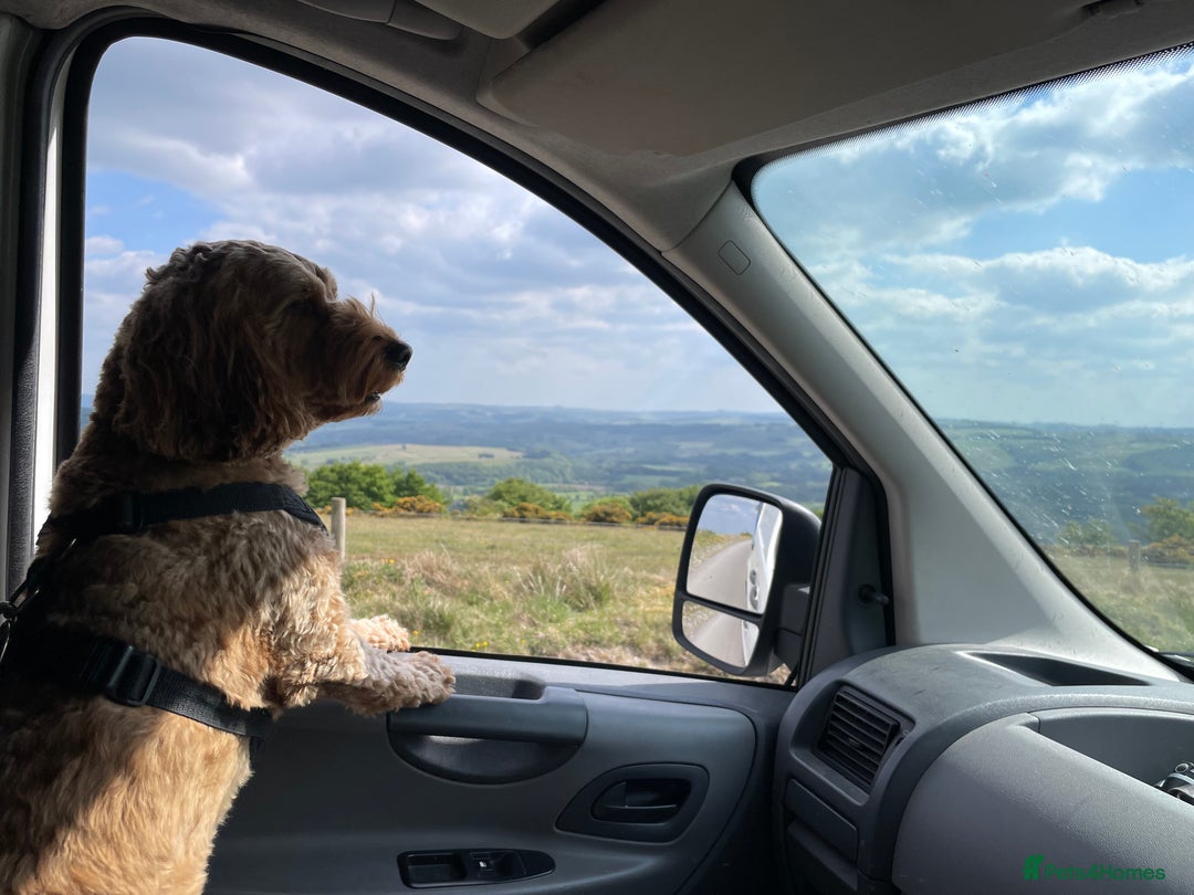 Cockapoo dogs for stud: STUD F1 Cockerpoo (5 Star 10/10} - Advert 16