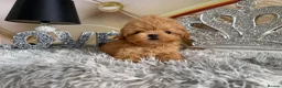 Maltipoo dogs for sale: Maltipoo Boy – Free to a Special Loving Home - Advert 15