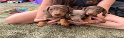 Miniature Dachshund dogs for sale: Miniature dachshund - Advert 1
